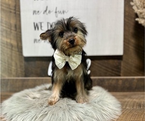 YorkiePoo Puppy for sale in NAPPANEE, IN, USA