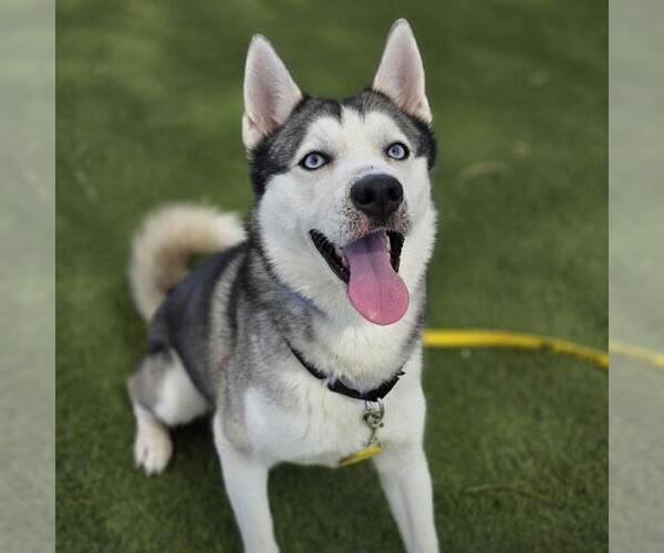 Medium Photo #1 Siberian Husky-Unknown Mix Puppy For Sale in Las Vegas, NV, USA