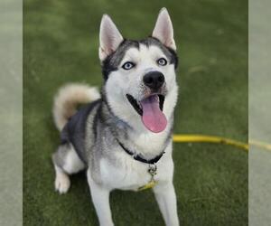 Siberian Husky-Unknown Mix Dogs for adoption in Las Vegas, NV, USA