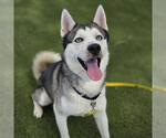 Small Siberian Husky Mix