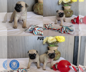 Pug Puppy for Sale in GOSHEN, Indiana USA