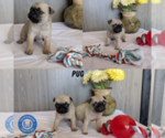 Small Pug