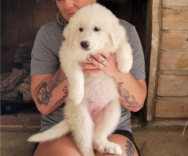 Medium Photo #2 Great Pyrenees Puppy For Sale in ALBERTVILLE, AL, USA