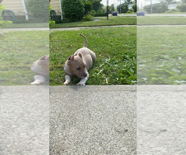 Medium Photo #11 American Bully Puppy For Sale in CLEVELAND, OH, USA