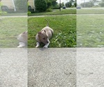 Small Photo #11 American Bully Puppy For Sale in CLEVELAND, OH, USA