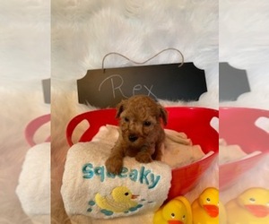 Poodle (Toy) Puppy for sale in REEDS SPRING, MO, USA