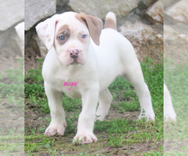 Medium Photo #1 Boerboel Puppy For Sale in CROWN POINT, IN, USA