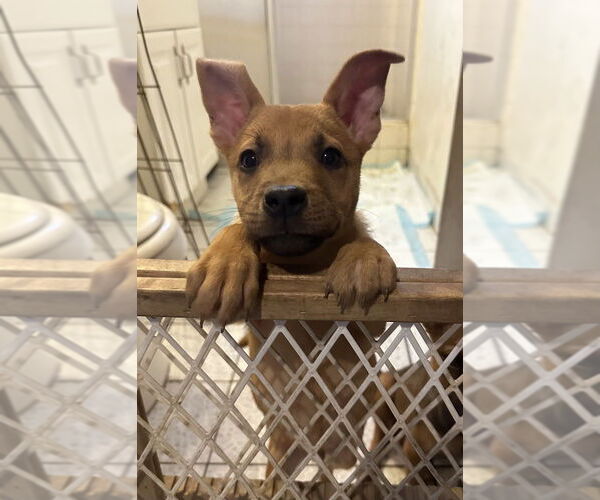 Medium Photo #3 Carolina Dog Puppy For Sale in San Diego, CA, USA