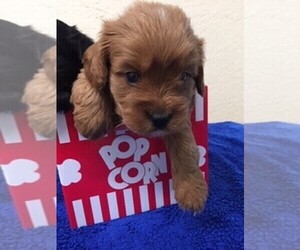 Cavapoo Puppy for sale in FREDERICKTOWN, MO, USA
