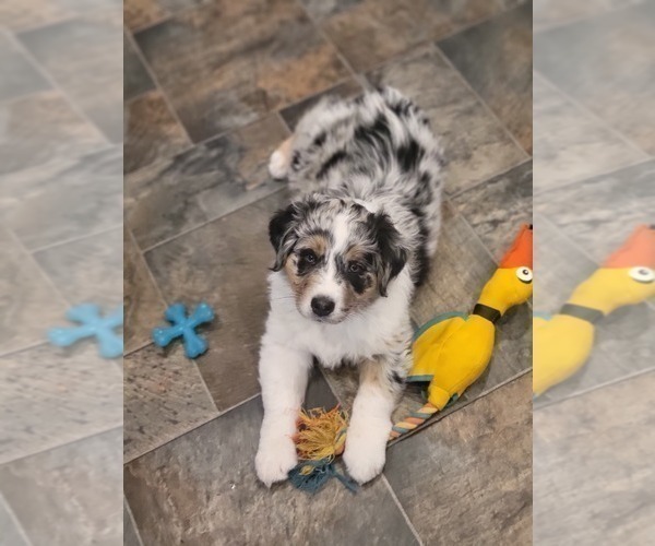 Medium Photo #5 Australian Shepherd Puppy For Sale in MANCHESTER, NH, USA