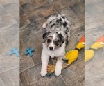 Small #4 Australian Shepherd