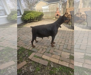 Mother of the Doberman Pinscher puppies born on 04/14/2026