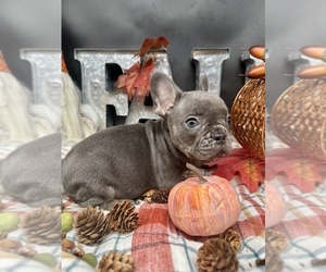 French Bulldog Puppy for sale in BELLVILLE, TX, USA