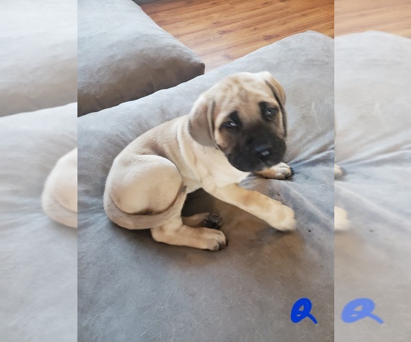 Medium Photo #1 Mastiff Puppy For Sale in MENTOR ON THE, OH, USA