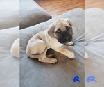 Small Photo #1 Mastiff Puppy For Sale in MENTOR ON THE, OH, USA