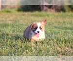 Small #2 Pembroke Welsh Corgi
