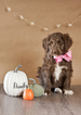 Small Photo #8 Aussiedoodle Puppy For Sale in MONTROSE, CO, USA