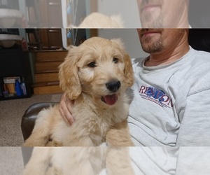 Goldendoodle Puppy for sale in COVINGTON, WA, USA