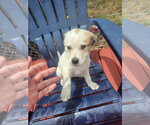 Small Great Pyrenees Mix