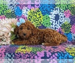 Small Photo #3 Goldendoodle (Miniature) Puppy For Sale in LINCOLN UNIVERSITY, PA, USA