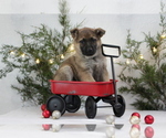 Small Photo #1 German Shepherd Dog Puppy For Sale in AUBURN, KY, USA