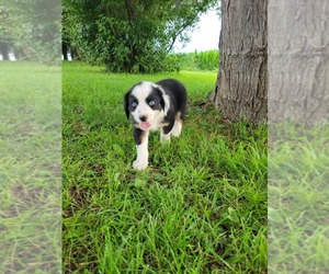 Australian Shepherd Puppy for sale in BEAR CREEK, WI, USA