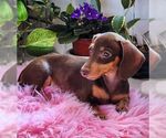 Small #3 Dachshund