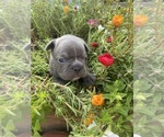 Small #4 Faux Frenchbo Bulldog