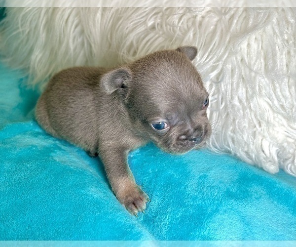 Medium Photo #30 French Bulldog Puppy For Sale in SAN FRANCISCO, CA, USA