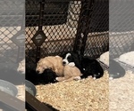 Small Photo #3 Bernedoodle Puppy For Sale in ANDOVER, KS, USA