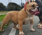 Small #3 American Bully