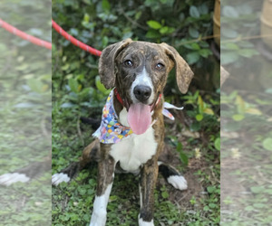 Mutt Dogs for adoption in Wakefield, RI, USA