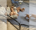 Small #11 Rhodesian Ridgeback
