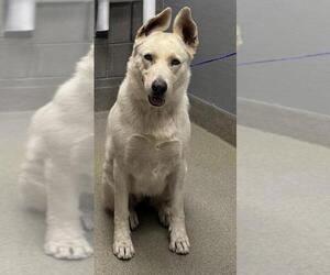 German Shepherd Dog-Unknown Mix Dogs for adoption in Las Vegas, NV, USA