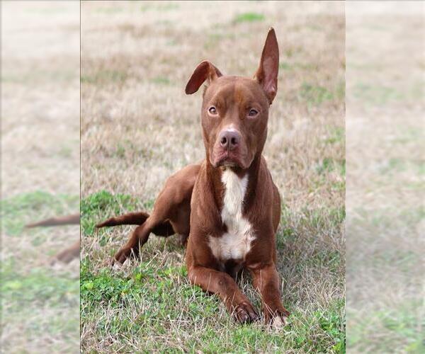 Medium Photo #2 Mutt Puppy For Sale in Grovetown, GA, USA