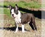 Small Photo #32 Boston Terrier Puppy For Sale in WINNSBORO, TX, USA
