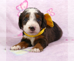 Small Photo #3 Bernedoodle (Miniature) Puppy For Sale in ROY, UT, USA