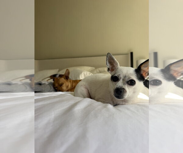 Medium Photo #13 Chihuahua-Unknown Mix Puppy For Sale in San Francisco, CA, USA