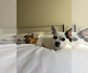 Biscuit - Female Chihuahua-Unknown Mix Dog for Adoption - Photo #13