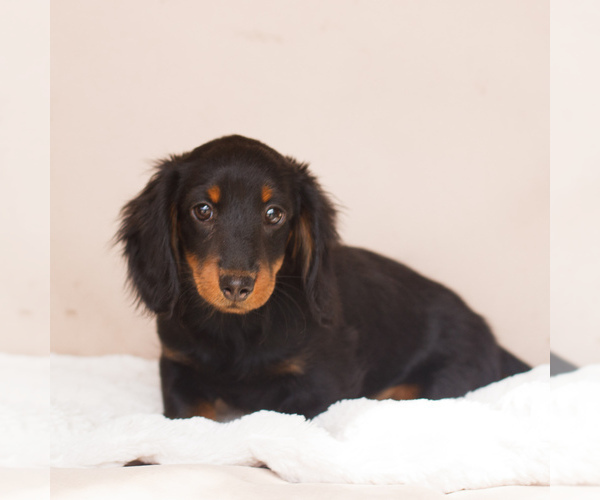 Medium Photo #3 Dachshund Puppy For Sale in HONEY BROOK, PA, USA