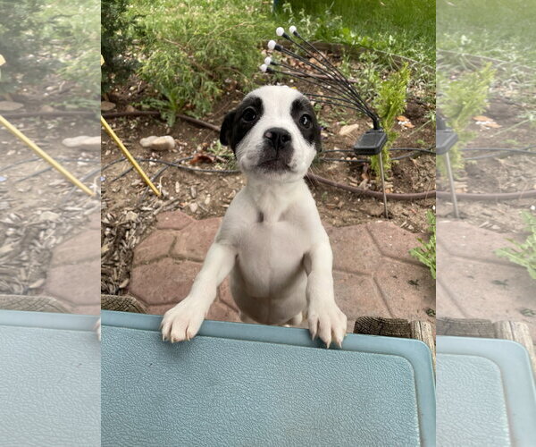 Medium Photo #1 Borador Puppy For Sale in Sandy, UT, USA