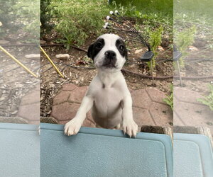 Borador Dogs for adoption in Sandy, UT, USA