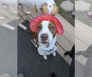 Penelope - Female Mutt Dog for Adoption - Photo #2