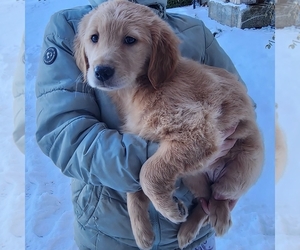 Golden Retriever Puppy for sale in SENECA FALLS, NY, USA