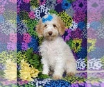 Small Photo #2 Goldendoodle (Miniature) Puppy For Sale in BIRD IN HAND, PA, USA