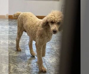 Mother of the Labradoodle puppies born on 11/22/2024