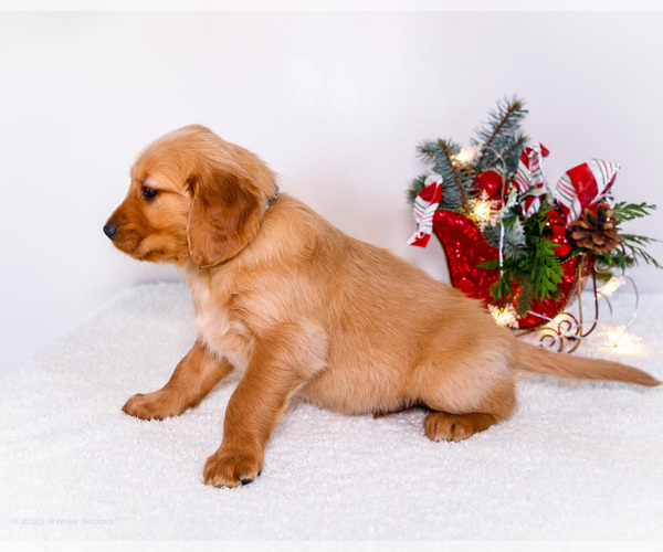 Medium Photo #25 Golden Retriever Puppy For Sale in WAKARUSA, IN, USA