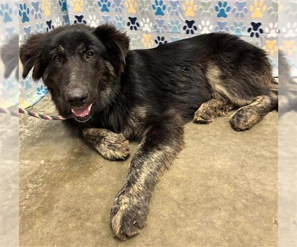 Medium Photo #1 German Shepherd Dog-Unknown Mix Puppy For Sale in Rosenberg, TX, USA