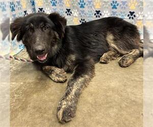 German Shepherd Dog-Unknown Mix Dogs for adoption in Rosenberg, TX, USA