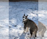 Small #14 Siberian Husky Mix